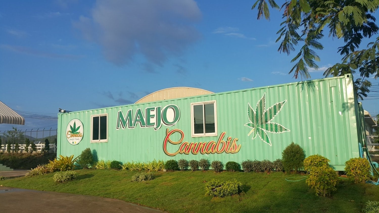 Maejo