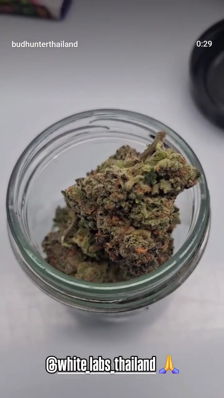 White Labs Cannabis Sriracha Chonburi Indoor Farm Direct