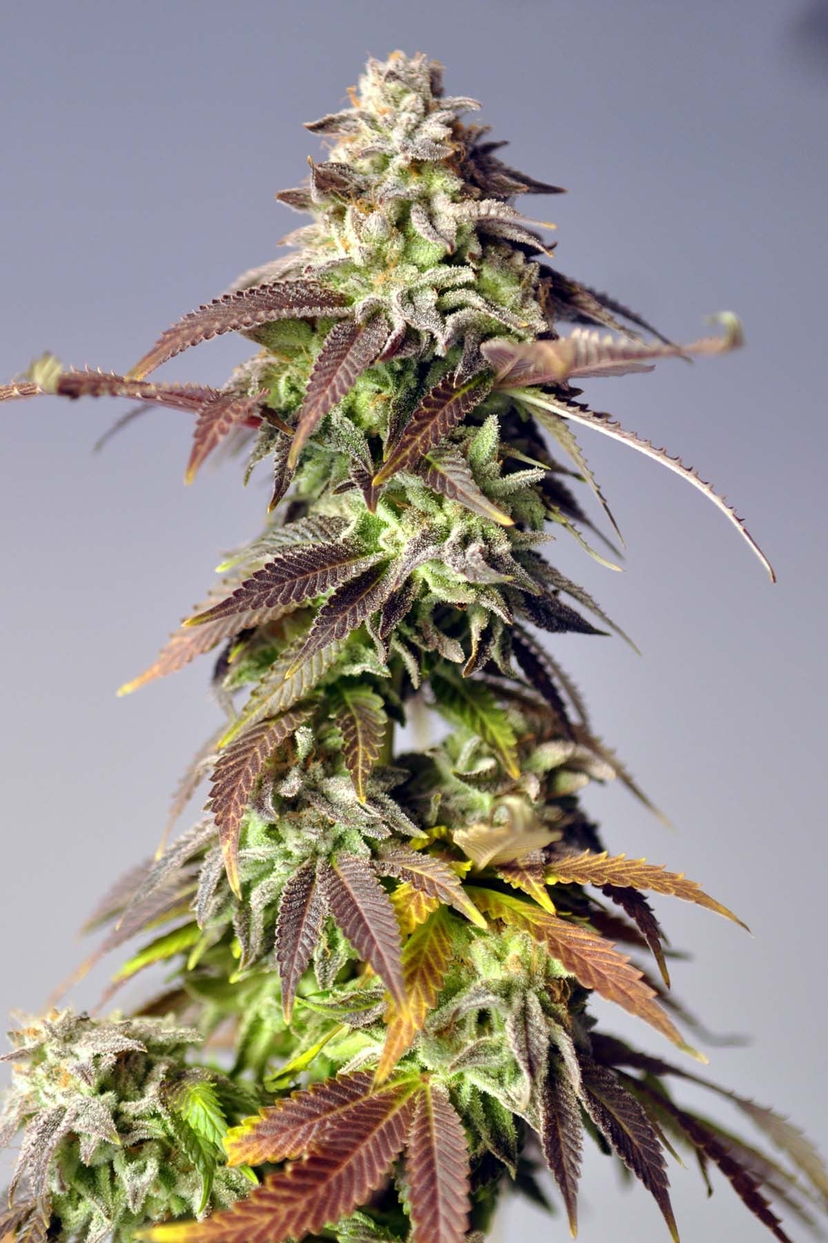 Magic Weed