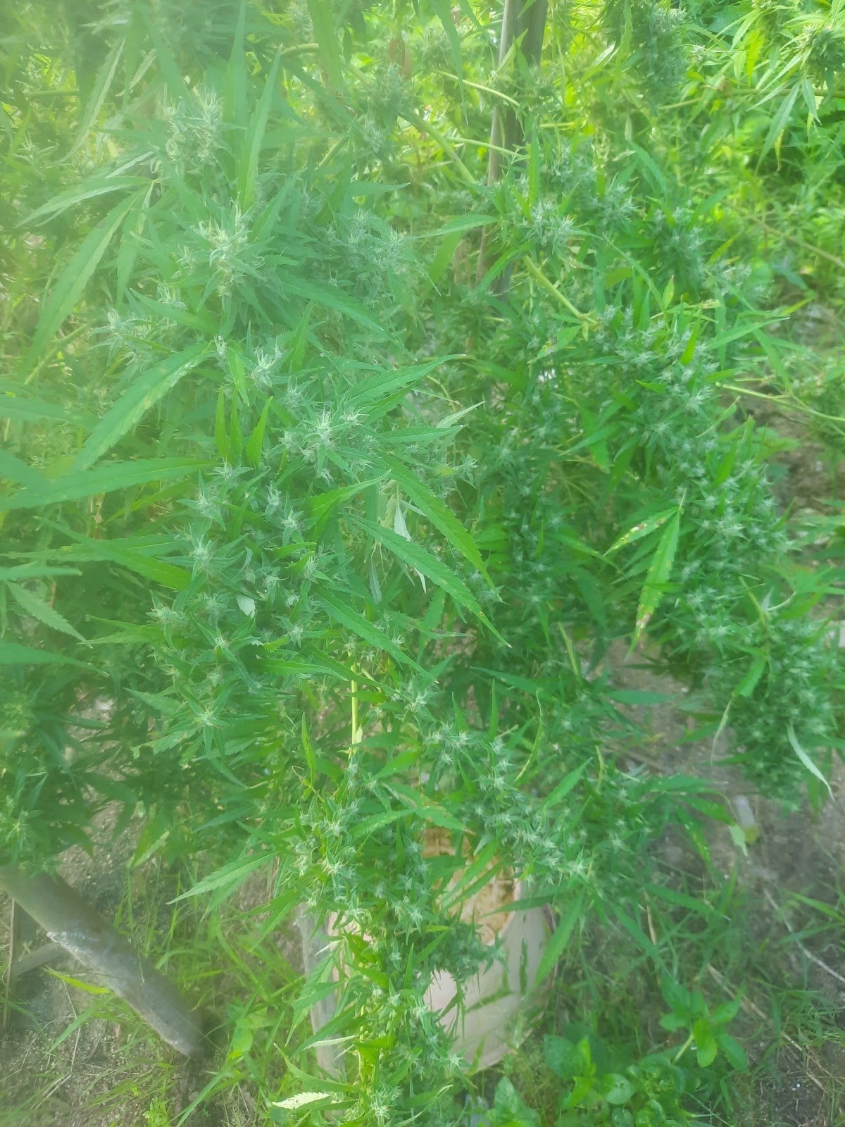 Pa Sang Seedlings