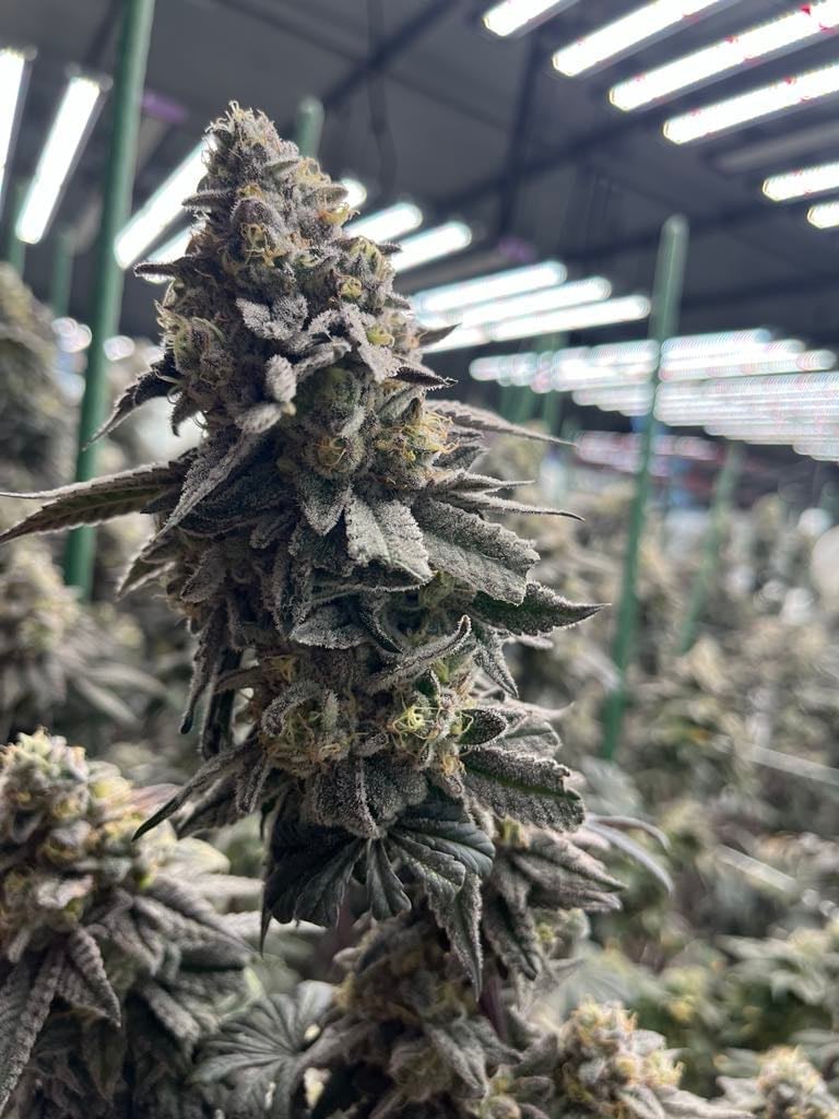 Cannabis Poncharoen Farm