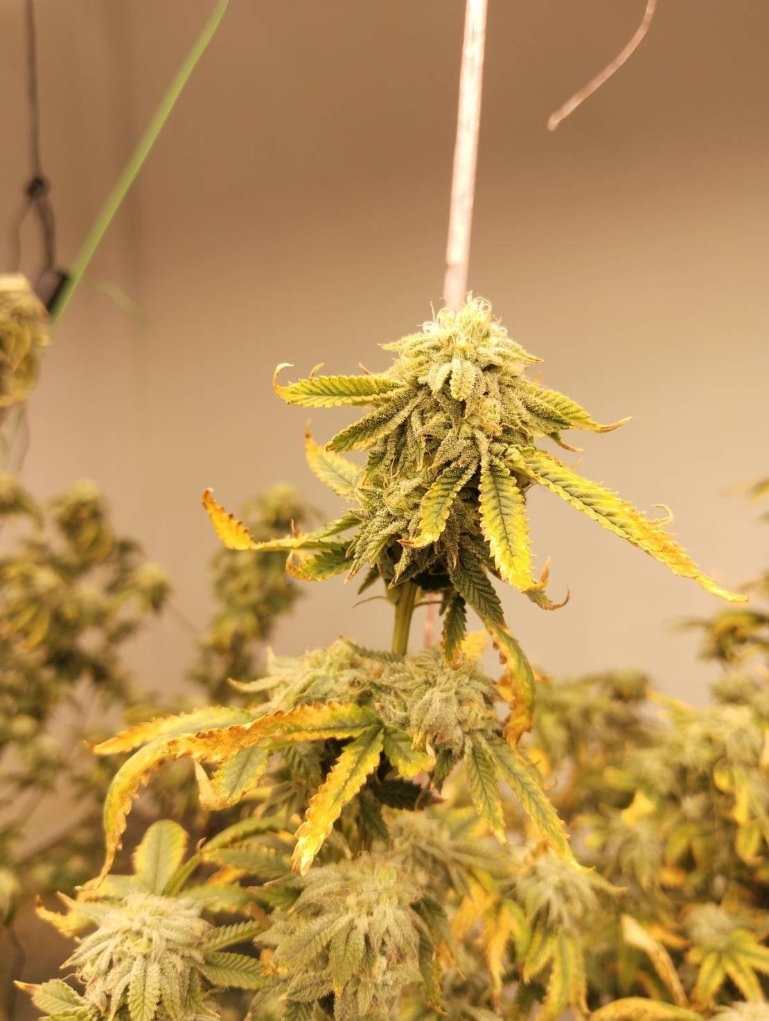 Lanta Evacannabis