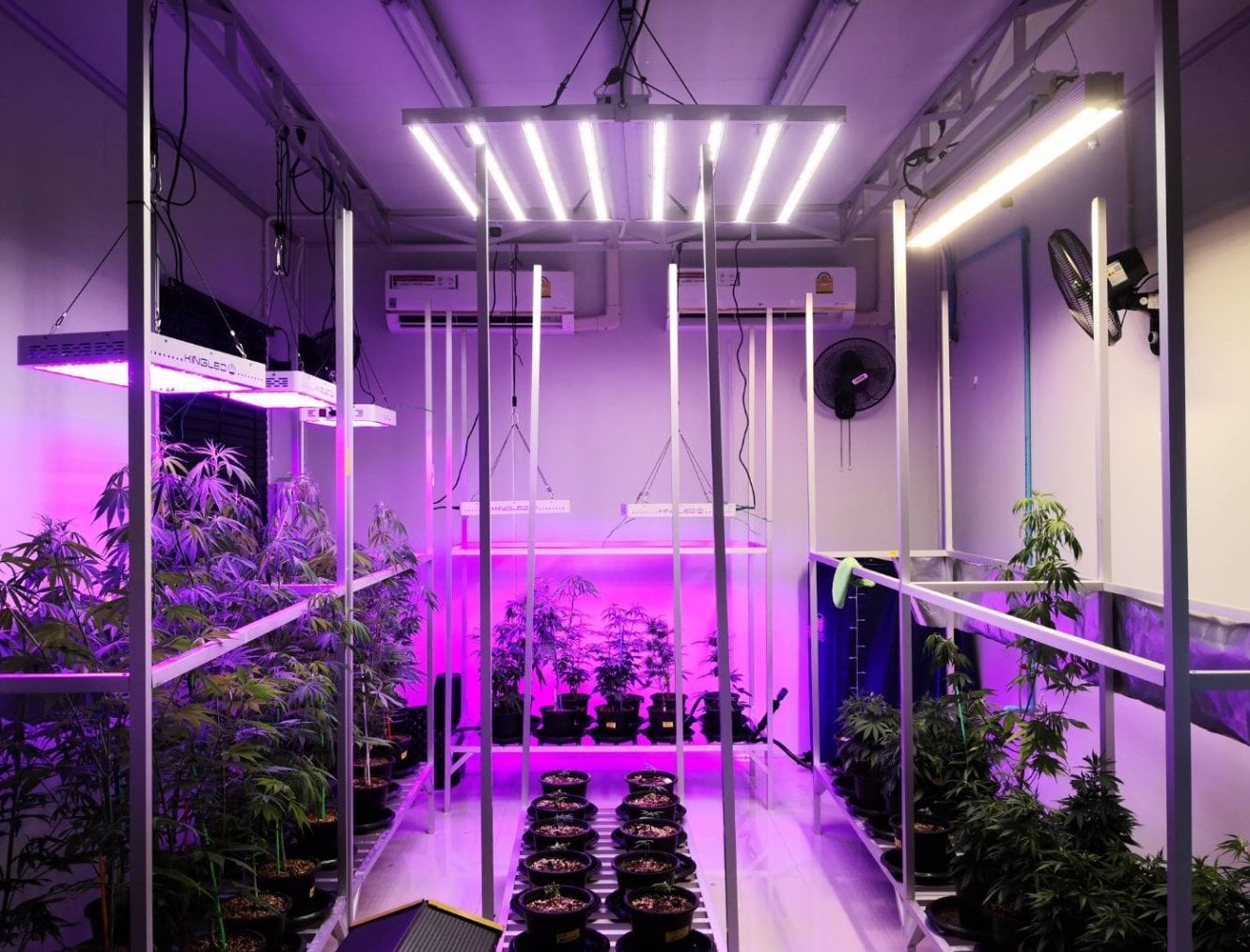 TK1992 Cannabis