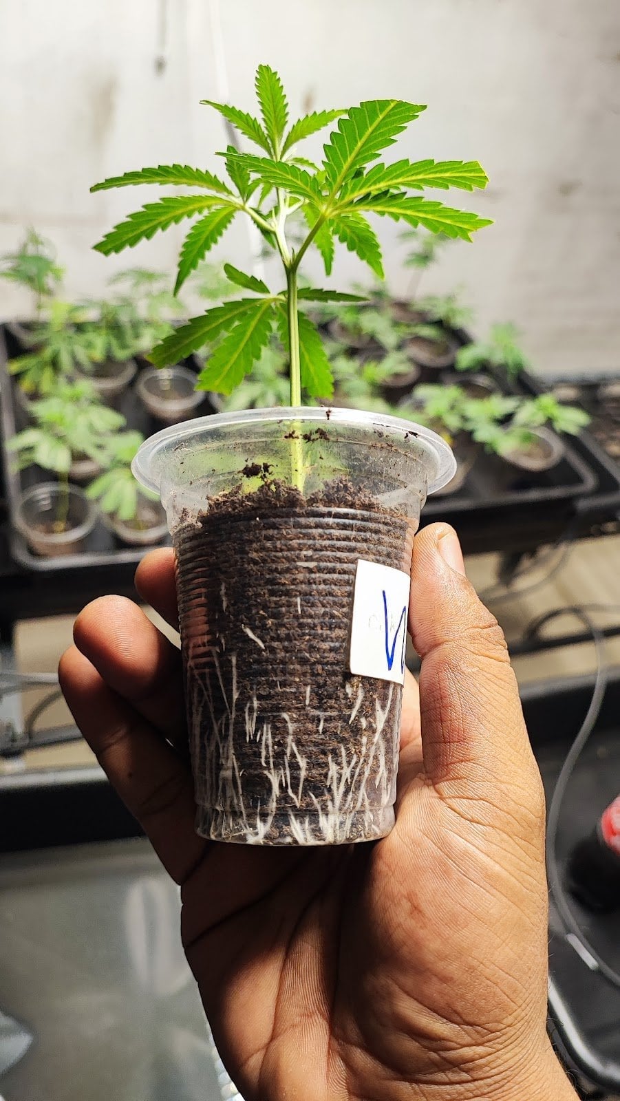 Terp House420