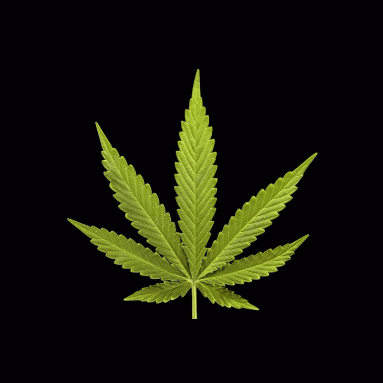 Cannabis-Shop Puff Pass Pattaya in Pattaya Logo