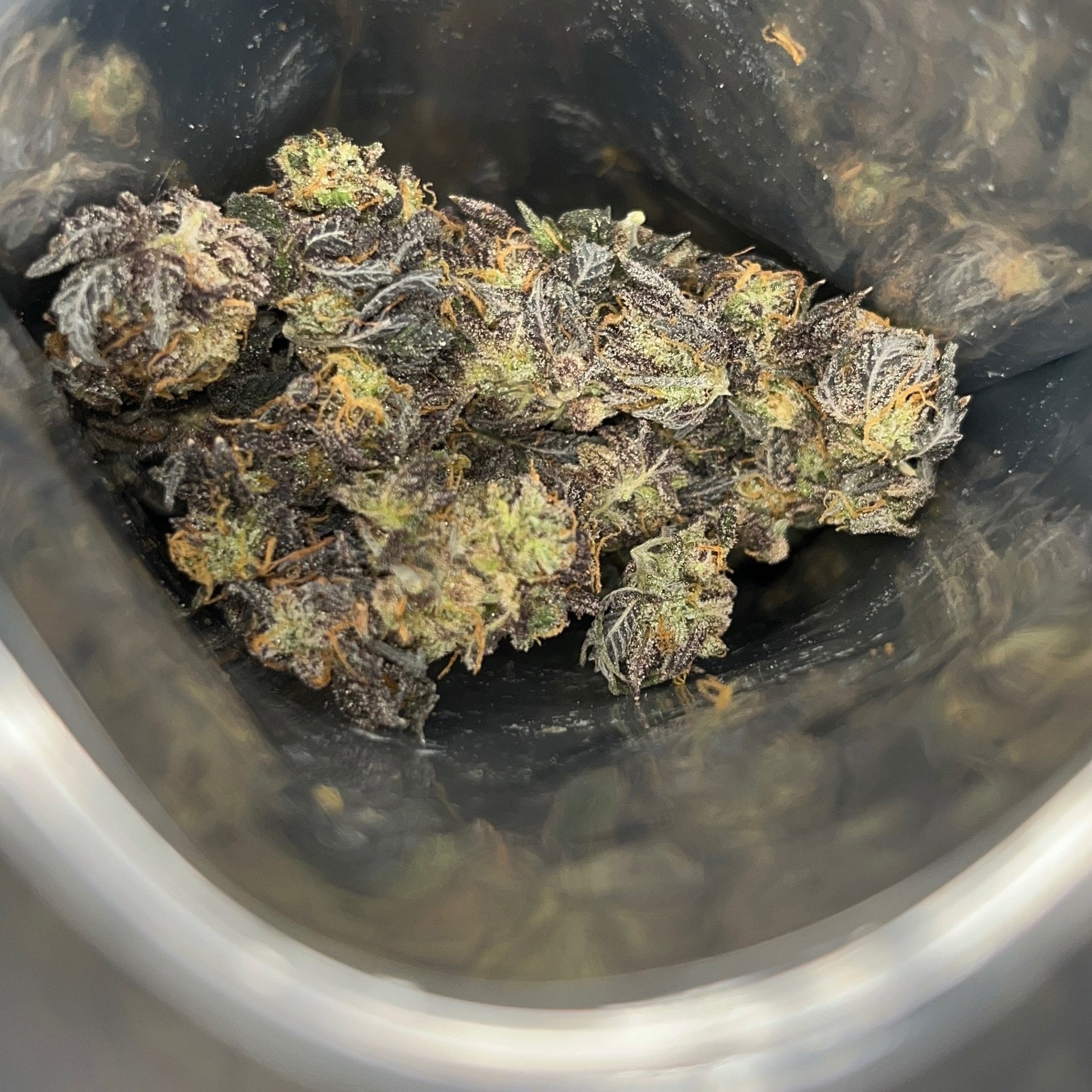 Rasta