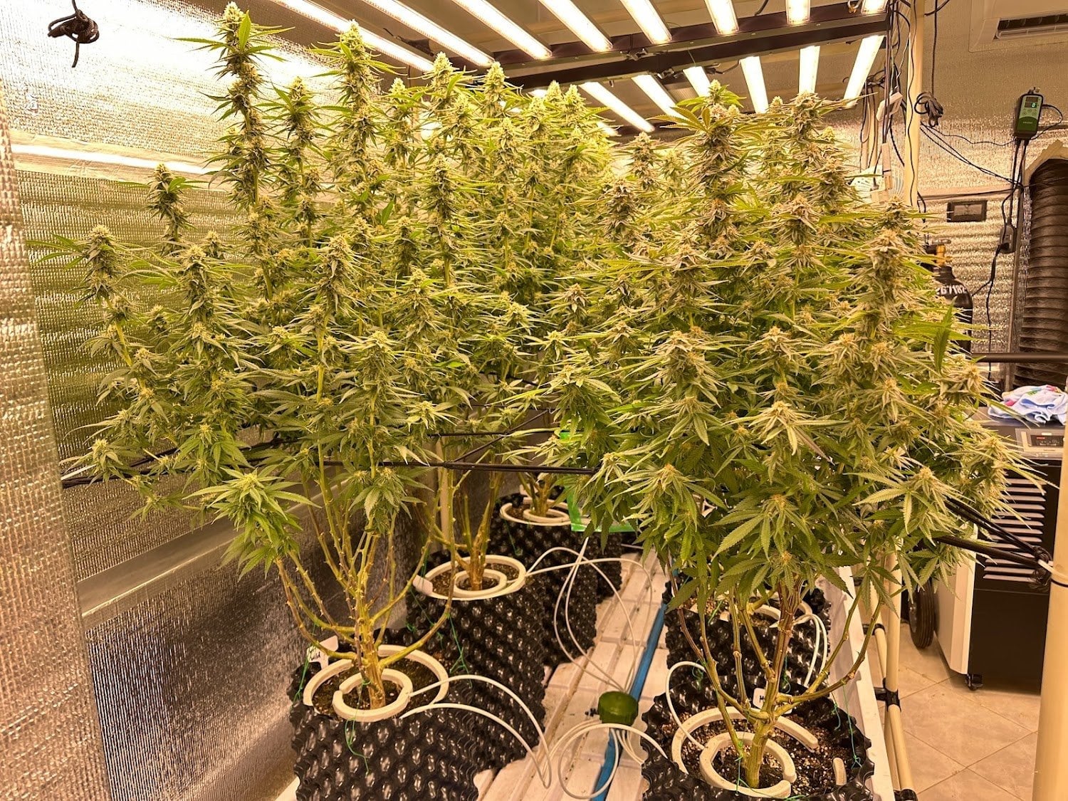 Power Flower
