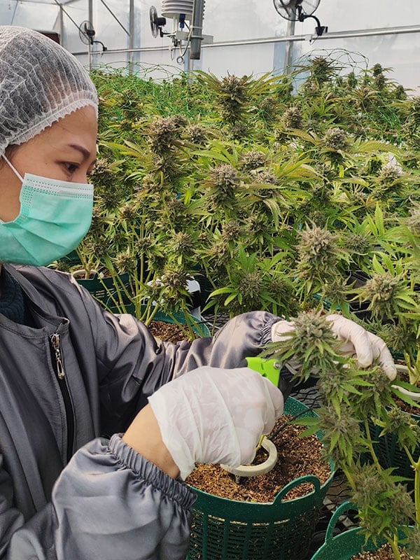 Buzzup Cannabis Shop & Guesthouse - Fang's Unique Terroir & Terpene-Rich