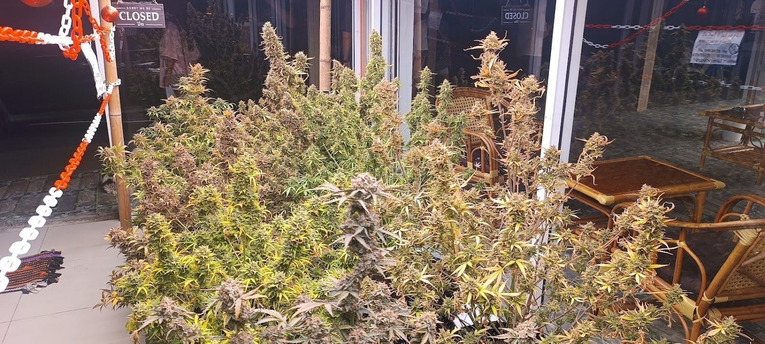 Haze House