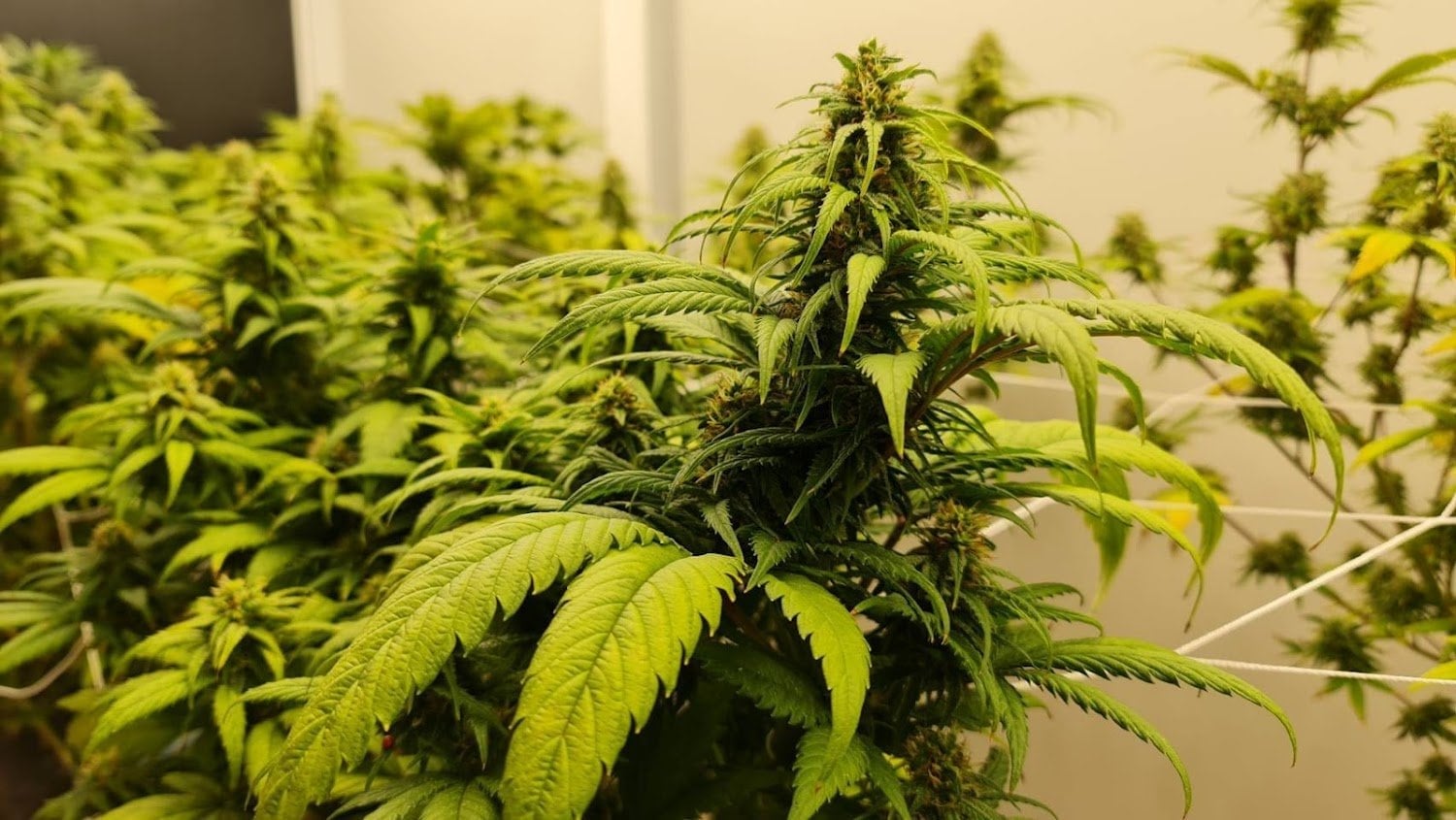 Doobie's Farm
