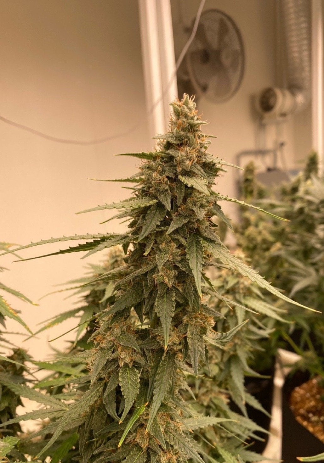 Good Weed