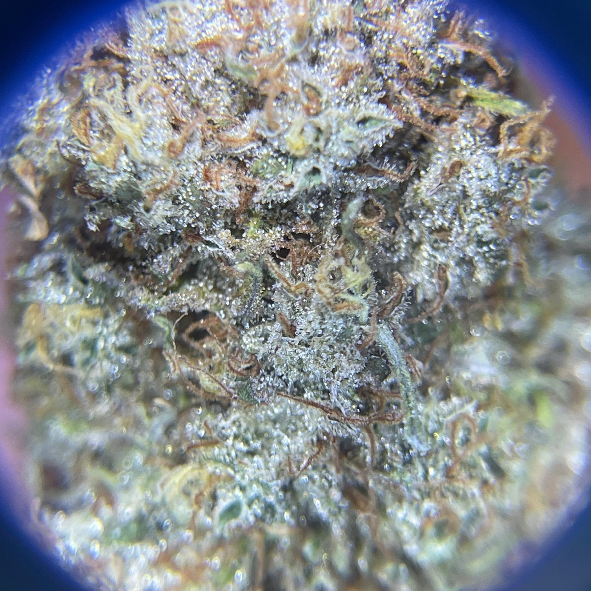 Nom Nom Cannabis