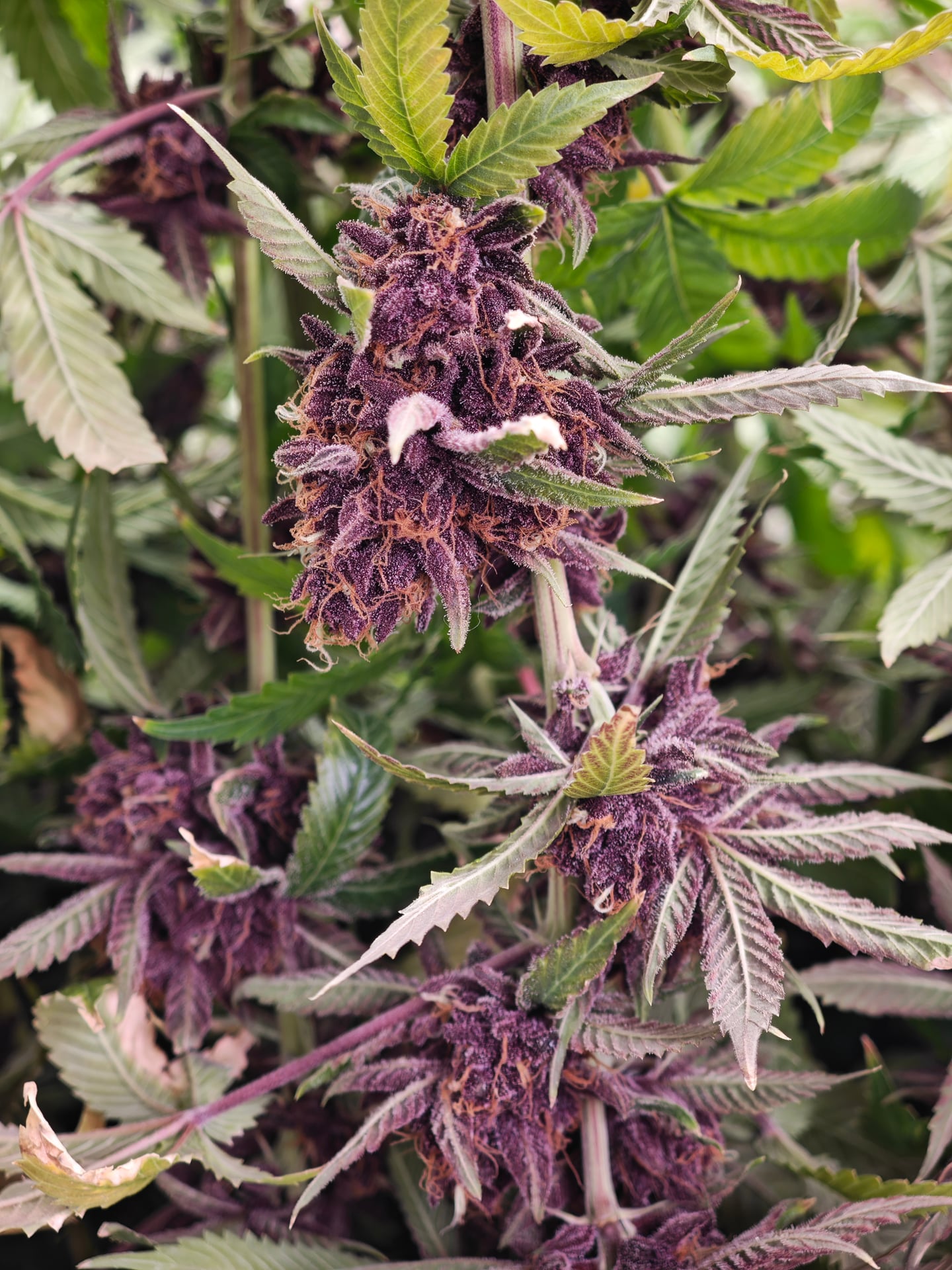 Magic Weed
