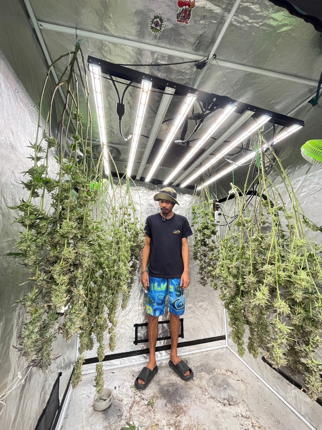 World Of Cannabis Permpoolsub420