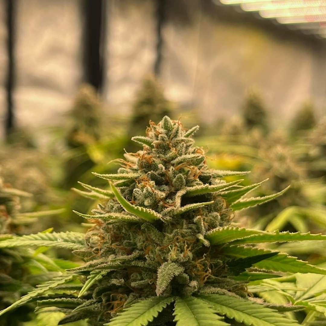 Greenhill Organic Cannabis Farm