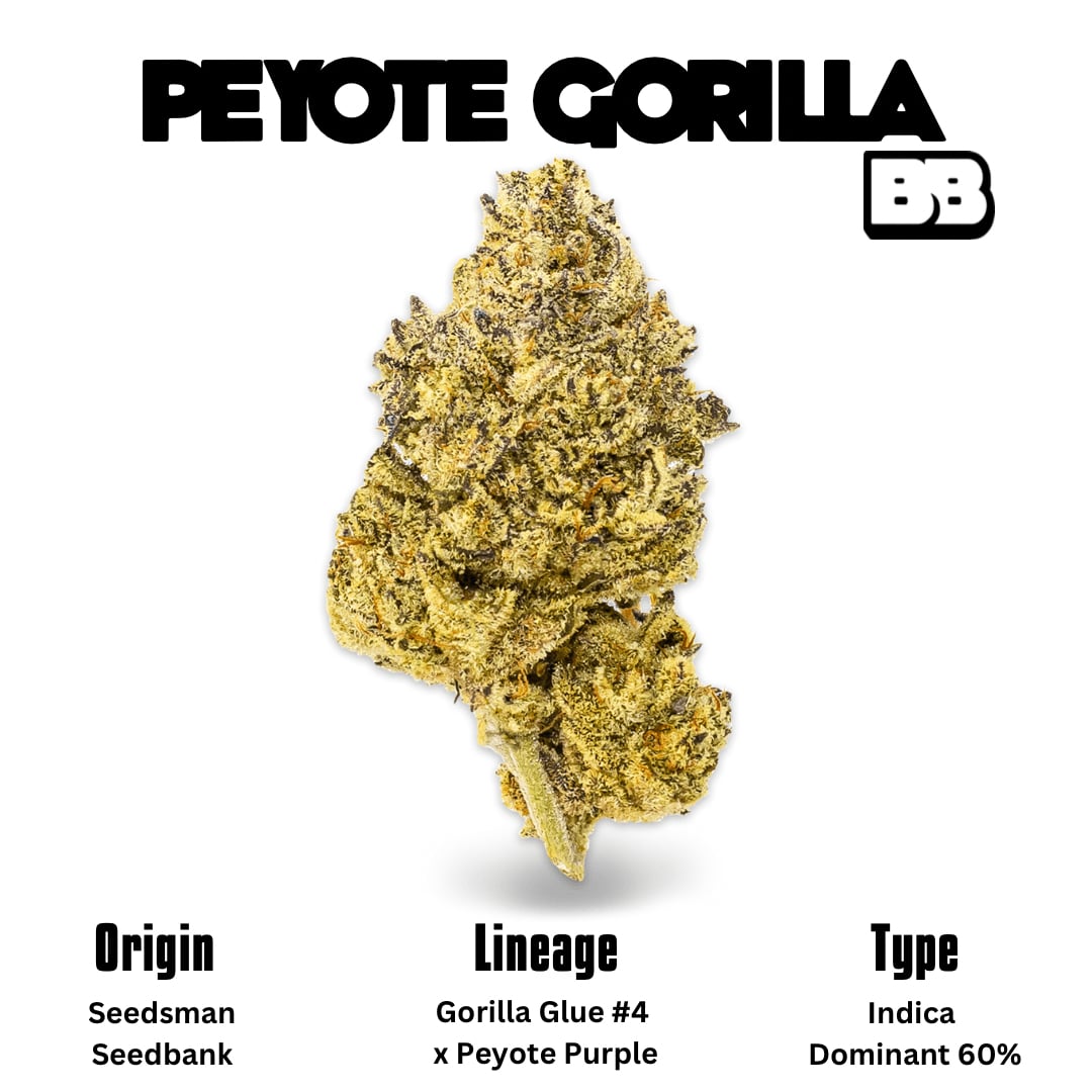 Big Bud Pattaya - Cannabis