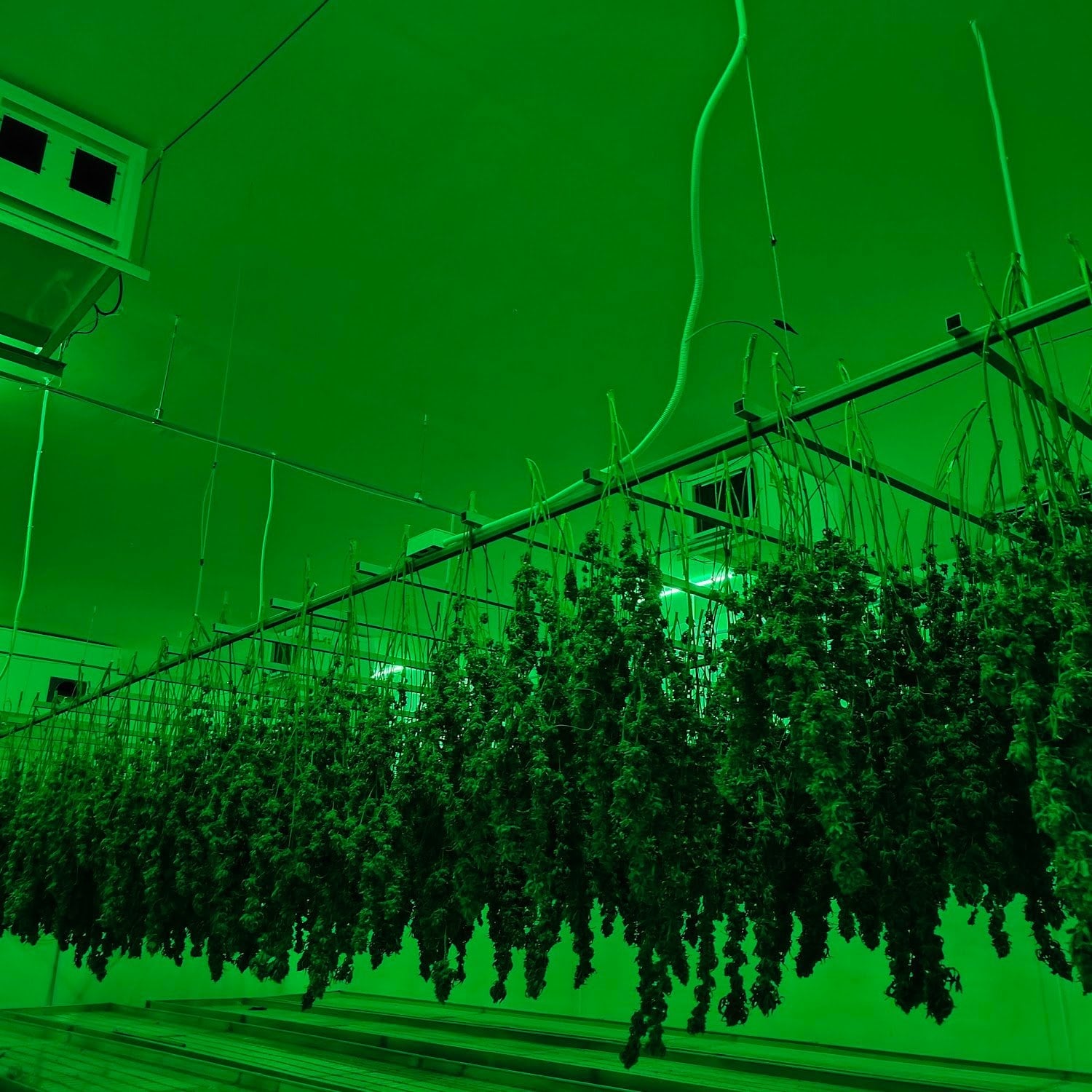Youngblood Weed
