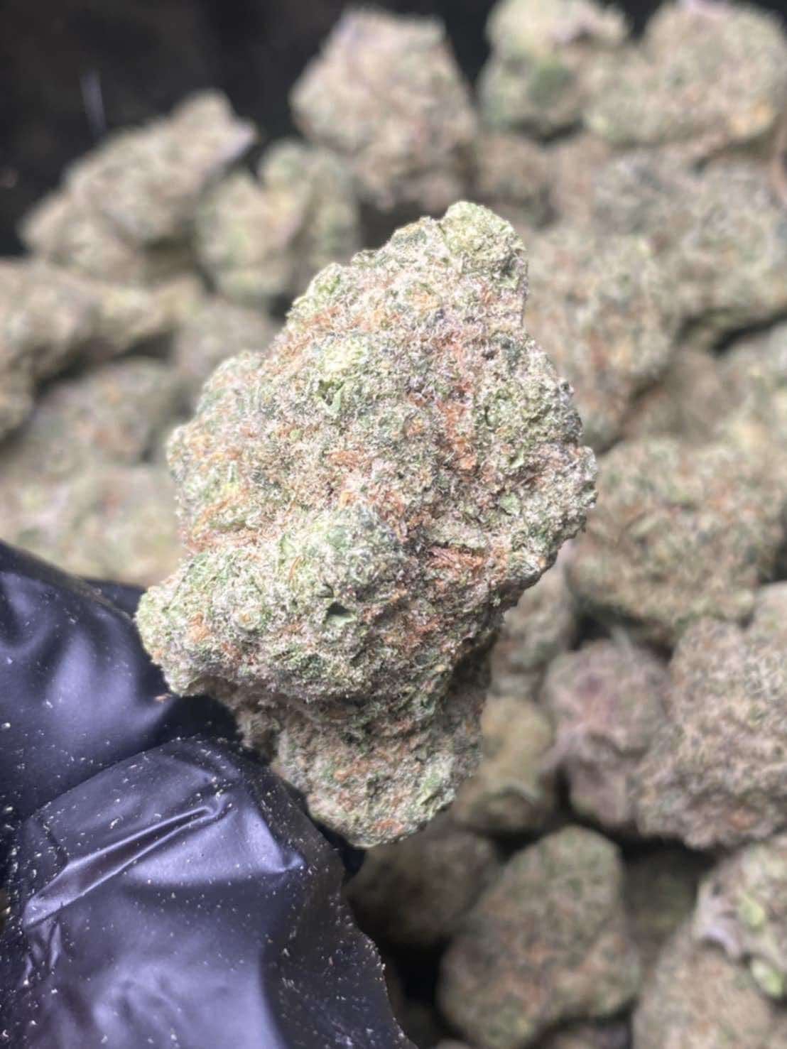 Cannabis Phipun Of Countryman
