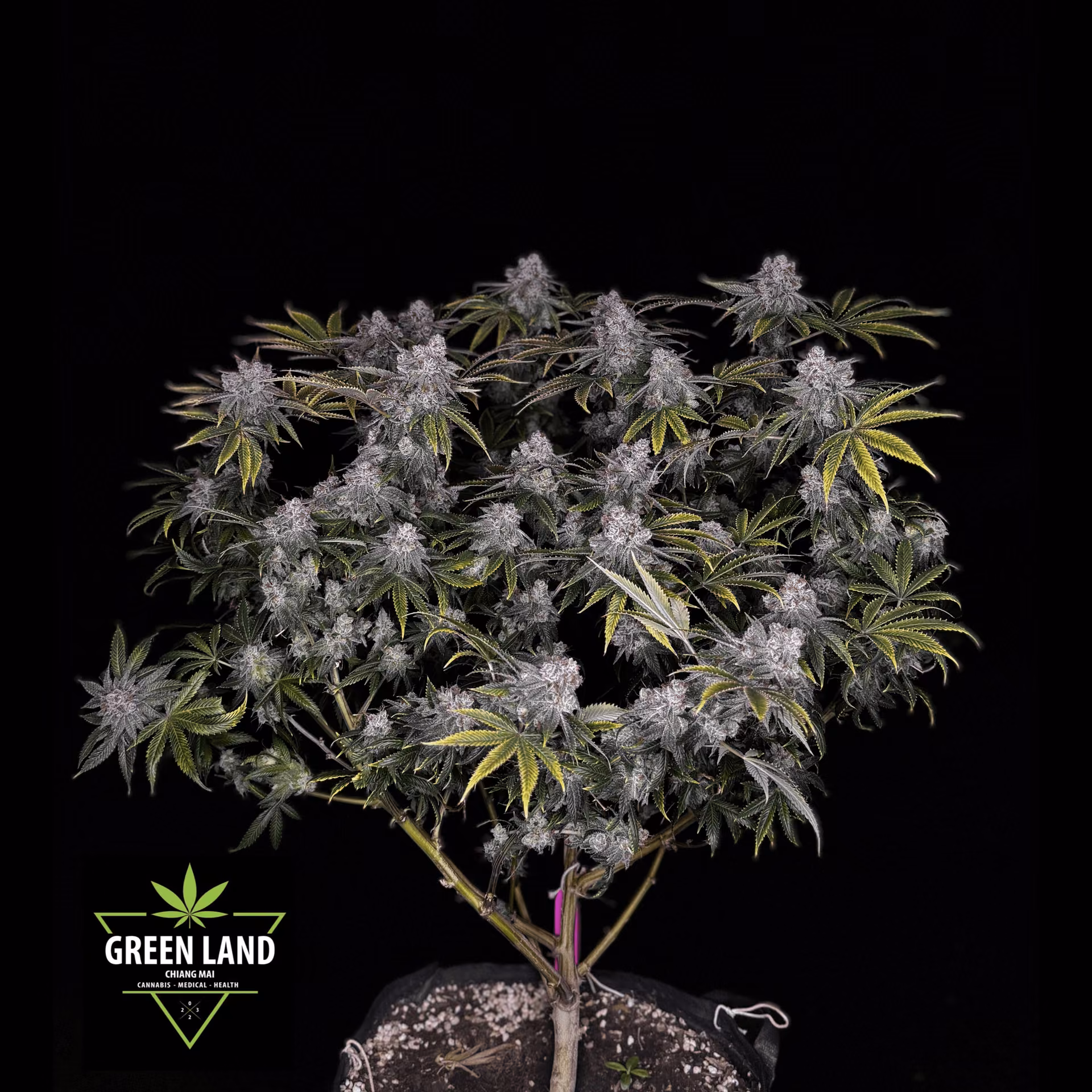 Chiang Mai的大麻店铺 Green Land CNX 标志
