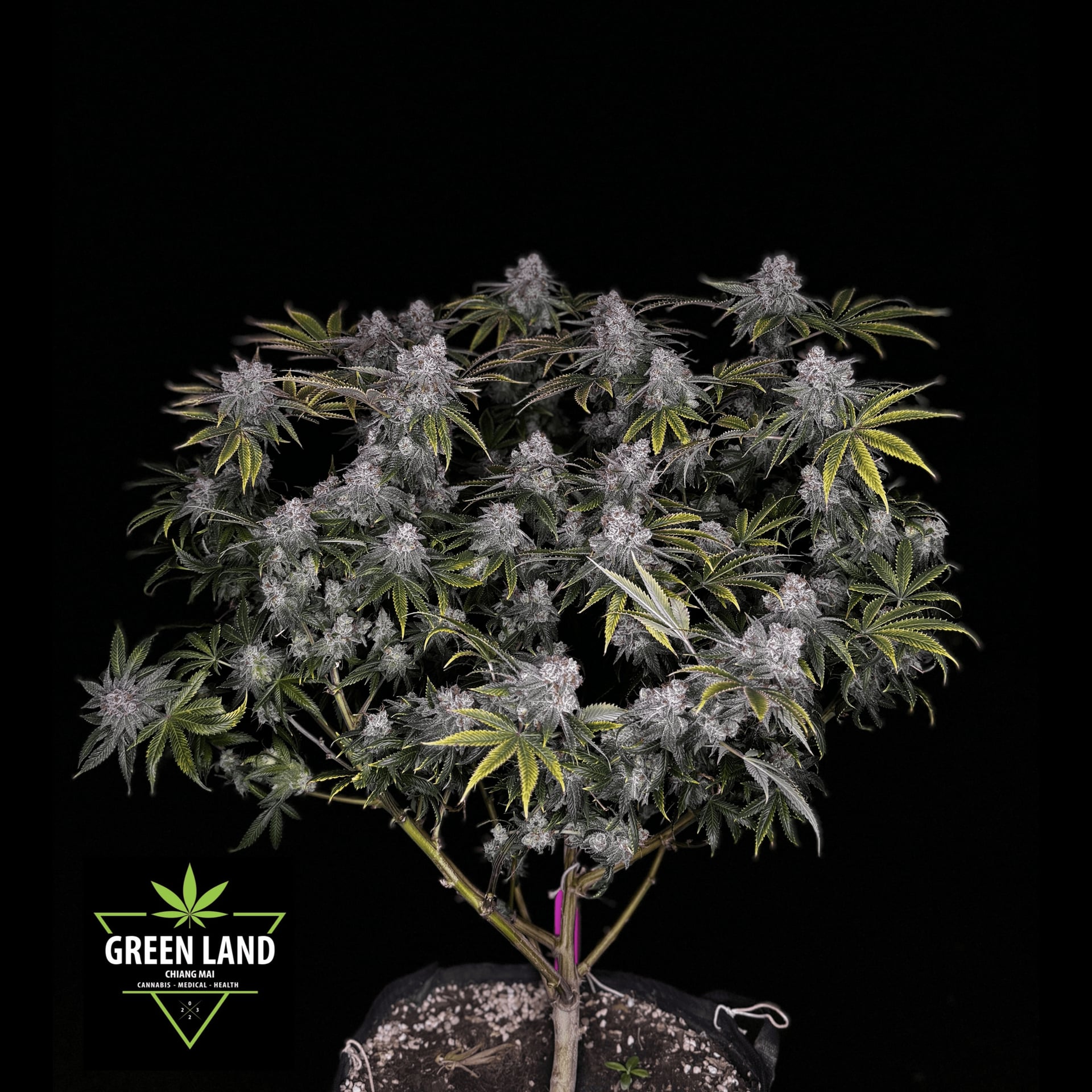 Chiang Maiの大麻ショップ Green Land CNX ロゴ