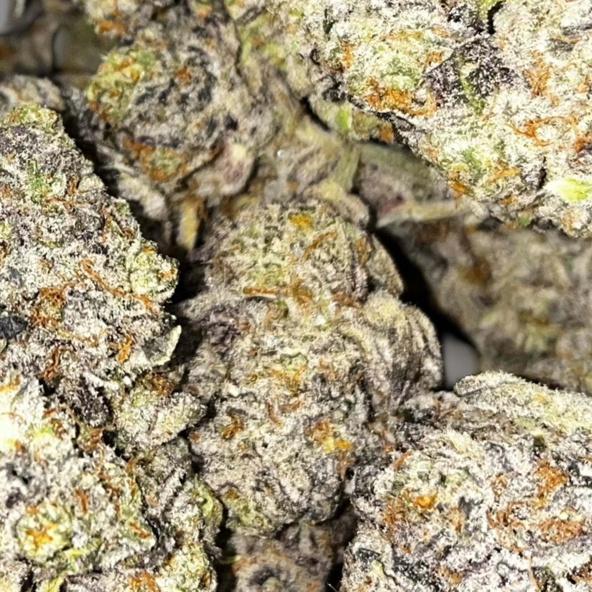 Craft Web3 MusicLab X DANK Cannabis Club & Soul Food