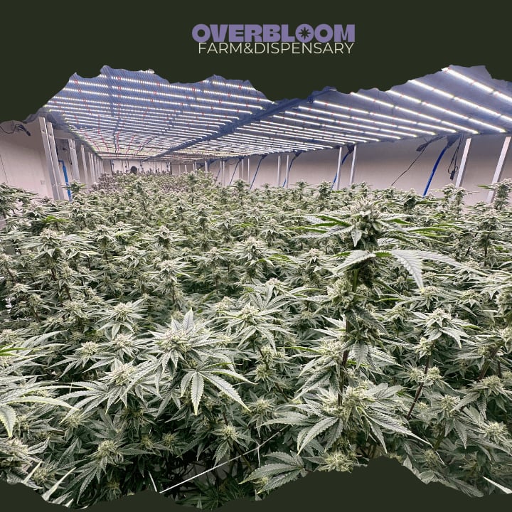 Overbloom