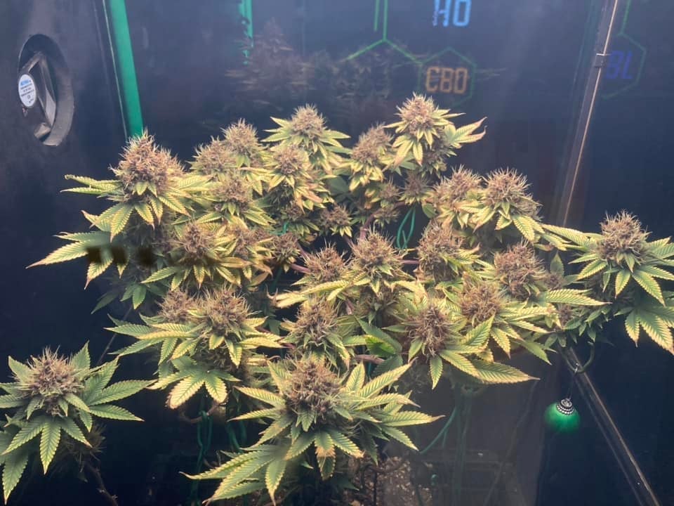 CBG Khaosan By Buddy Grow