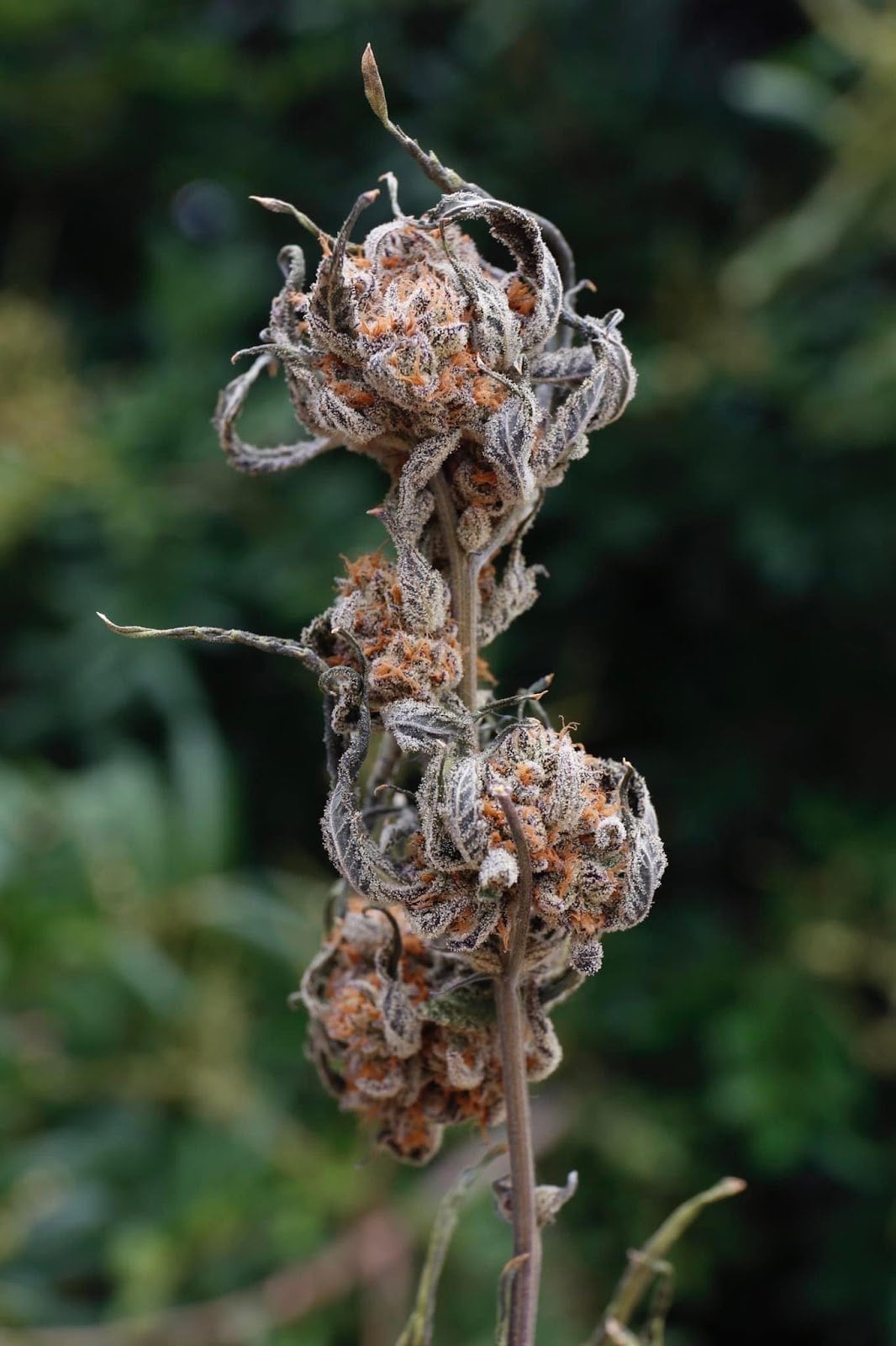 Kaengkhoi Cannabis