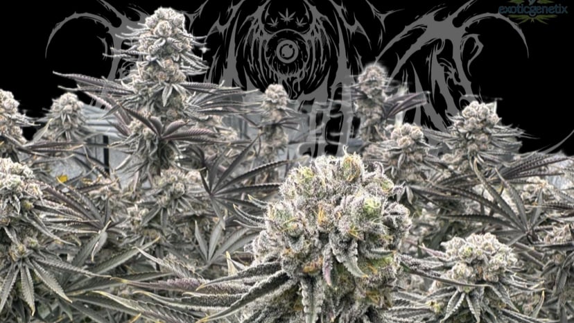 Flower Power X High Again