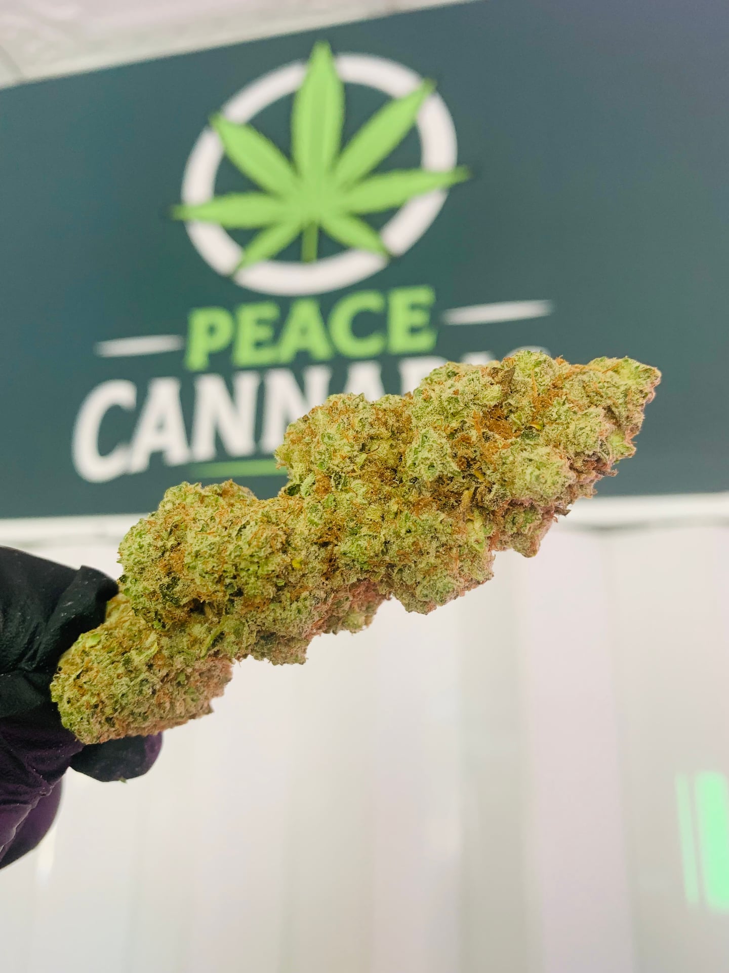 Pineapple Express Cannabis Jomtein Beach