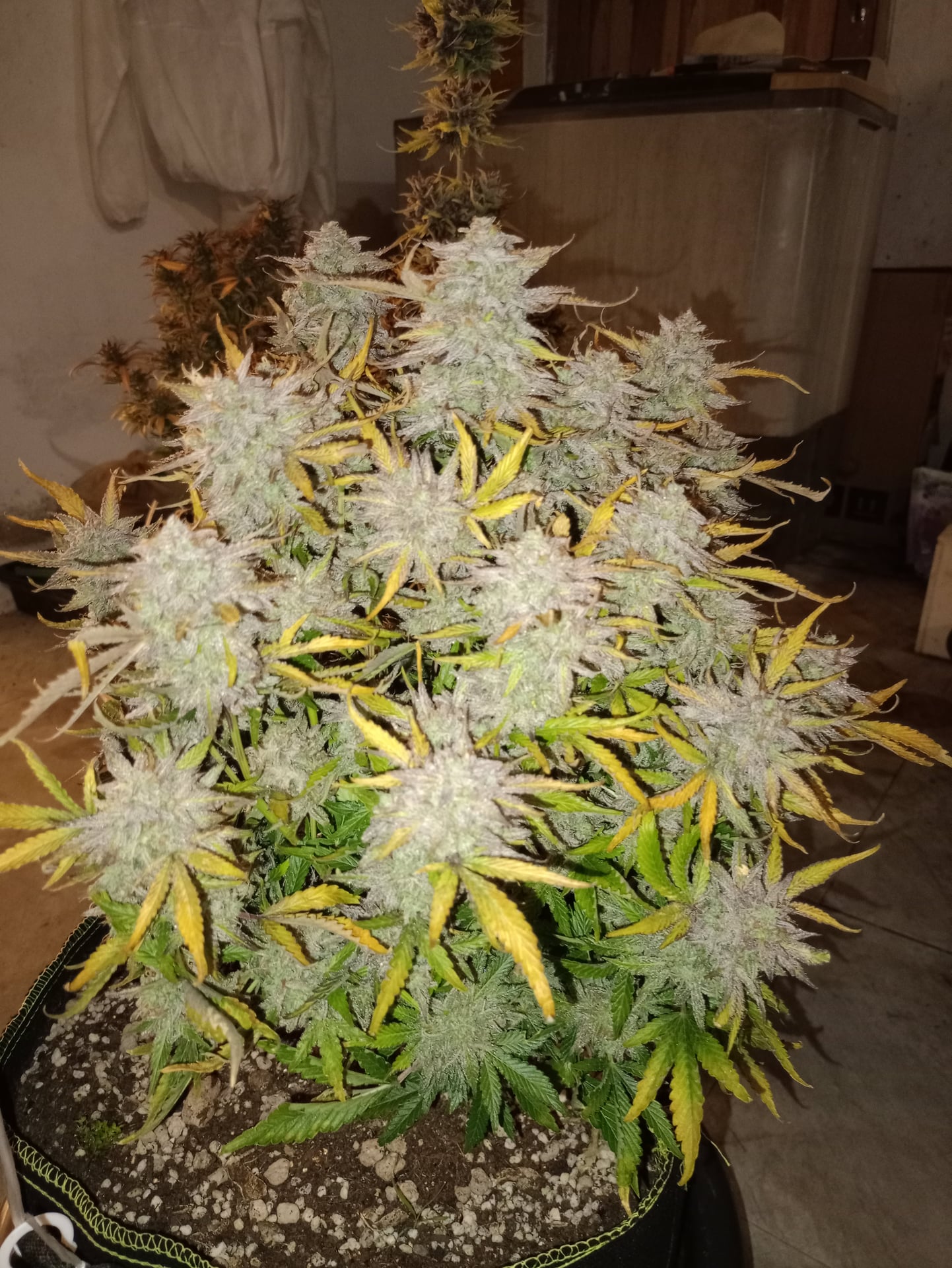 Happy Island OG by.Klong Nin