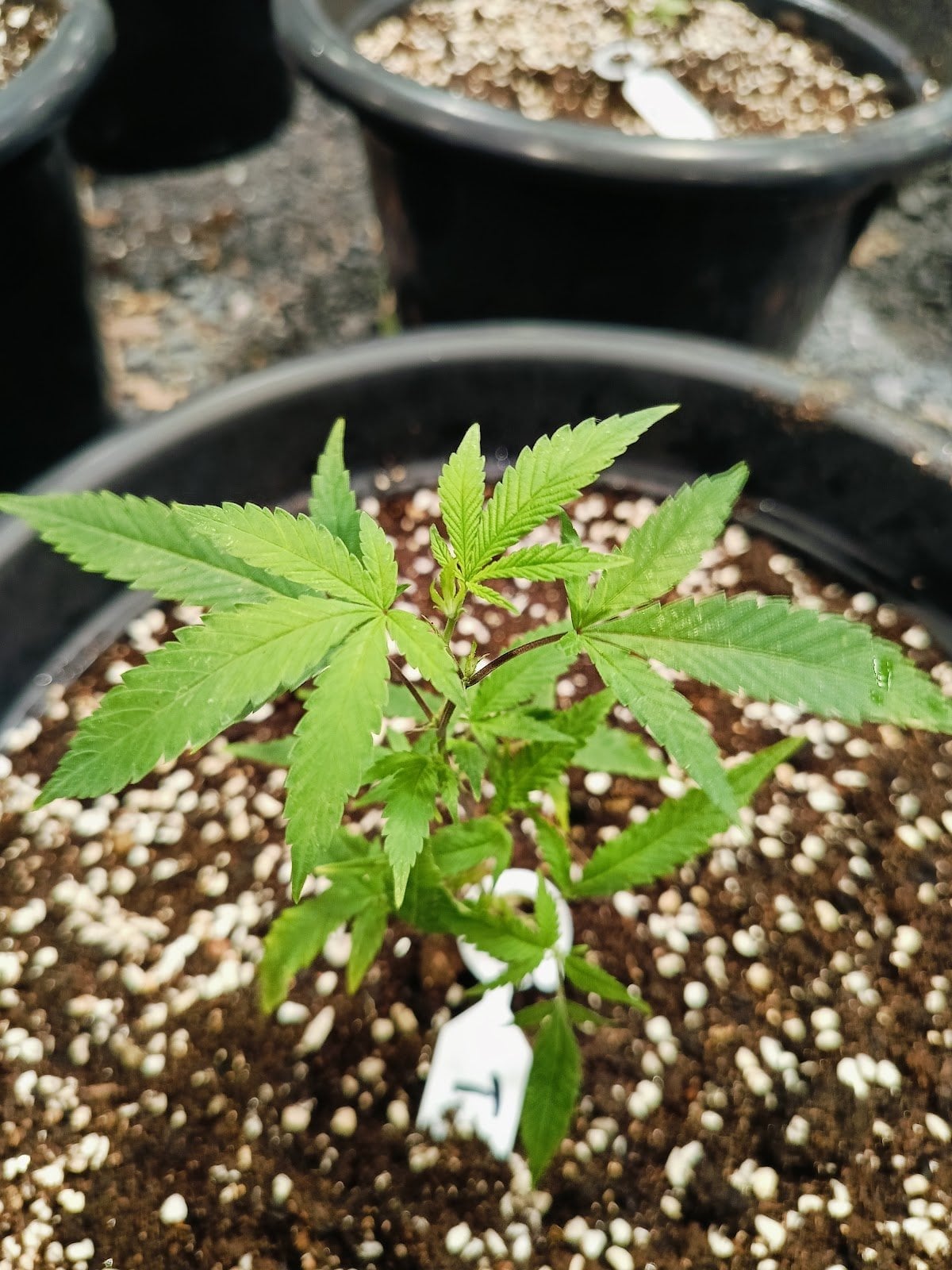 Siam Healthy Cannabis