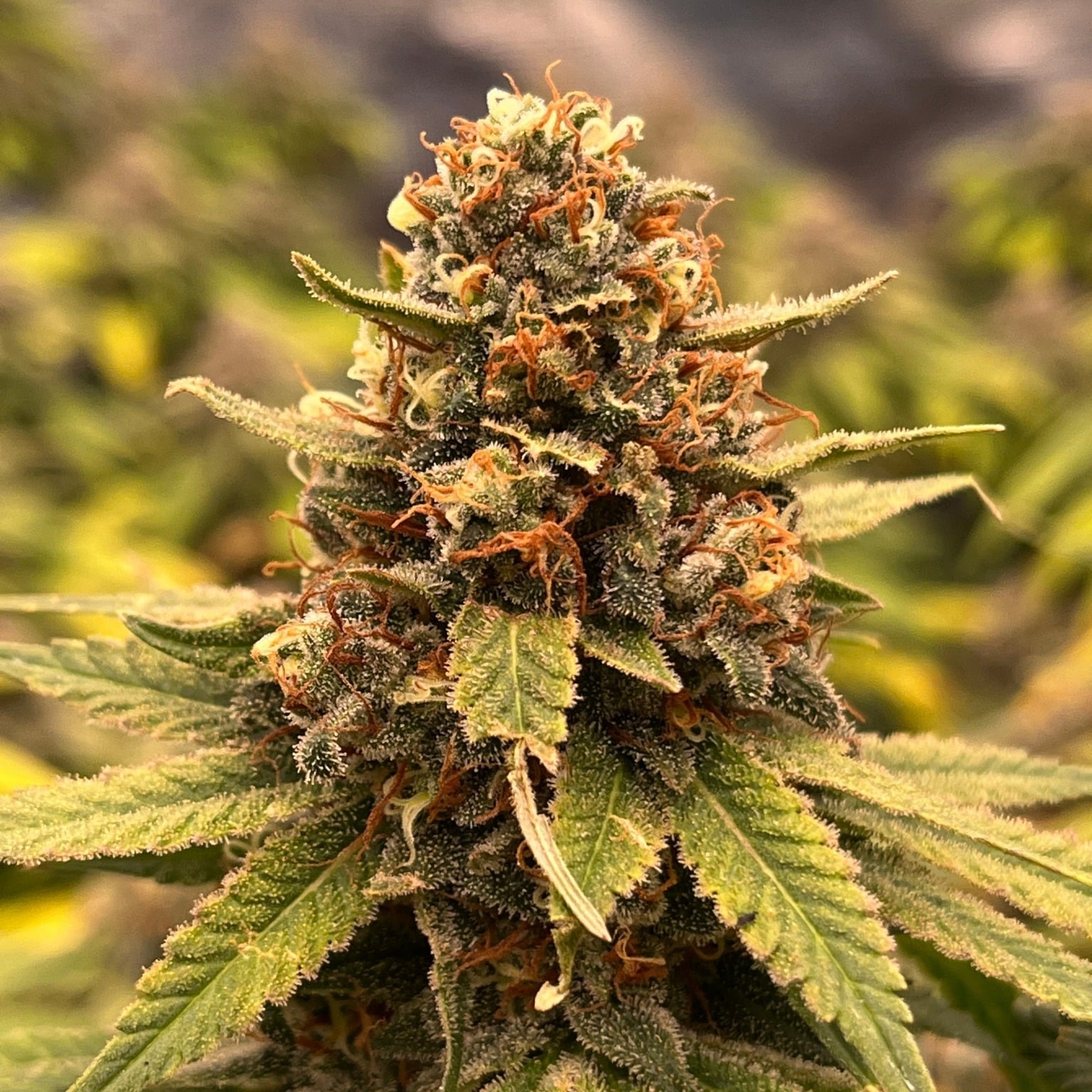 Greenhill Organic Cannabis Farm