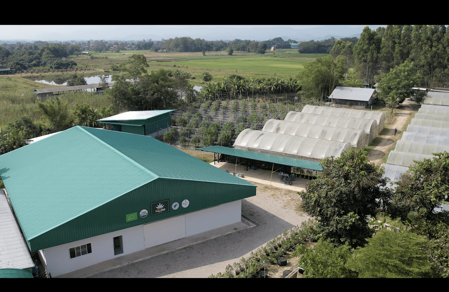 Nrai Cannabis Farm CBD