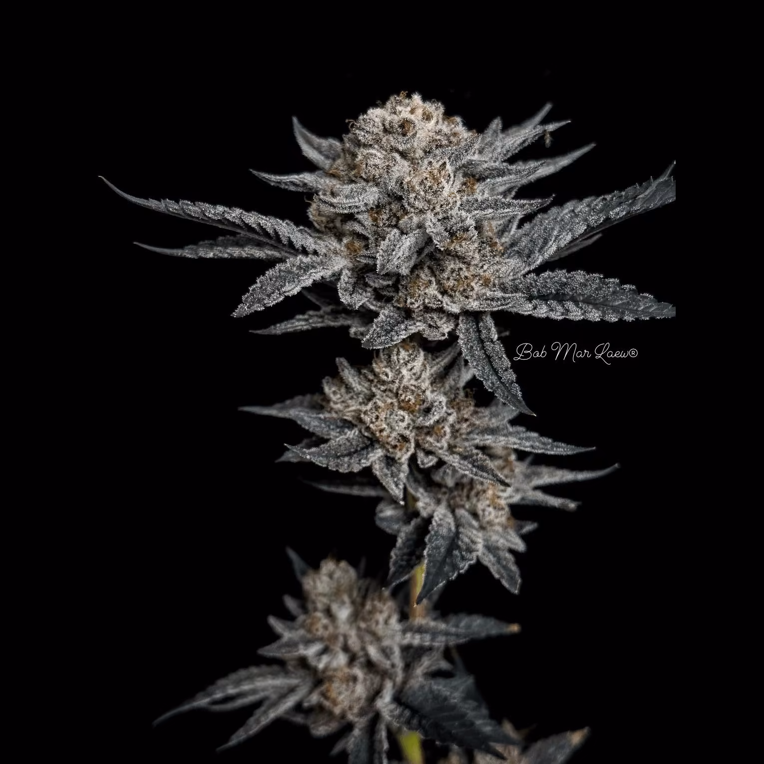 Cannabis Dispensary BML Bob Mar Laew logo