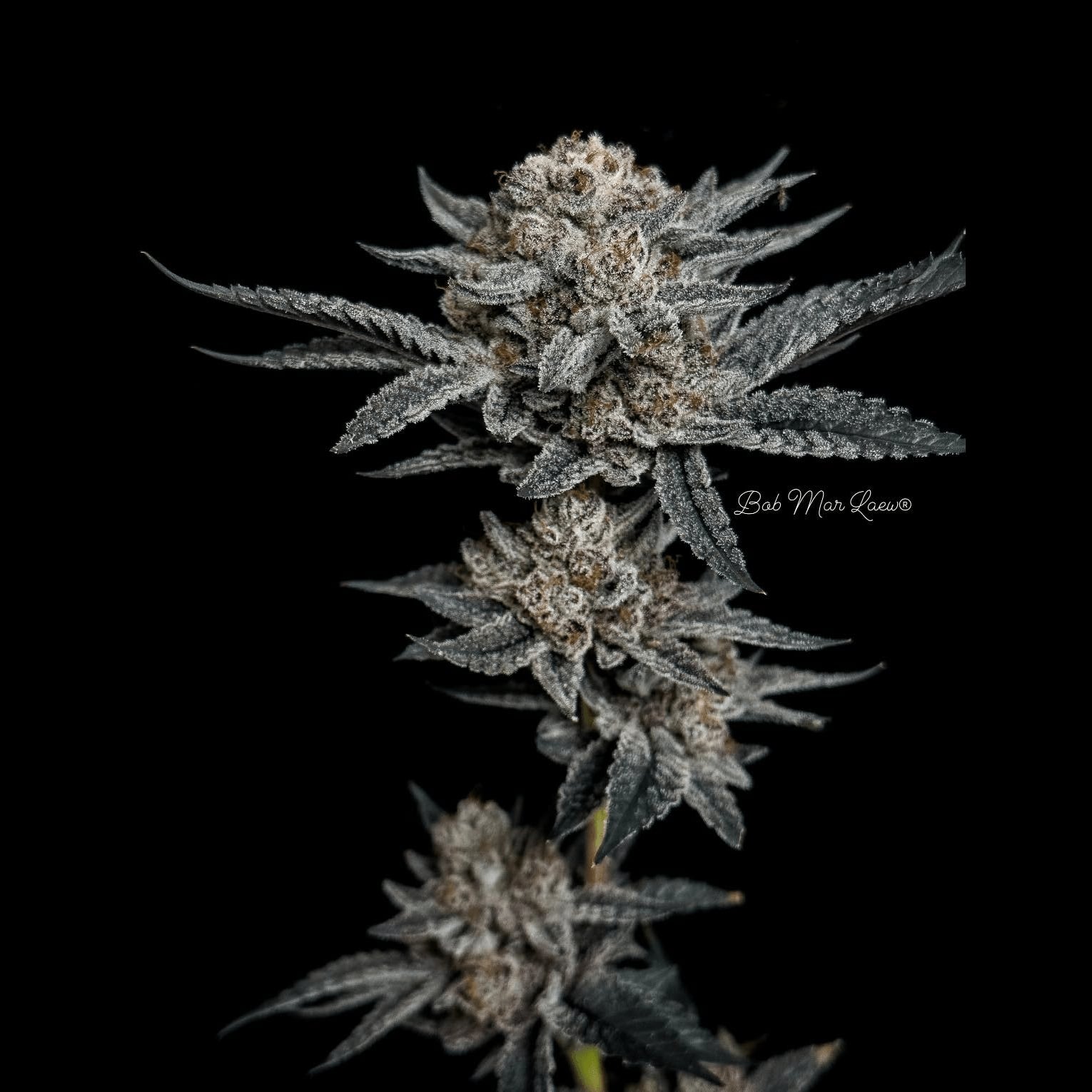 大麻店铺 BML Bob Mar Laew 标志