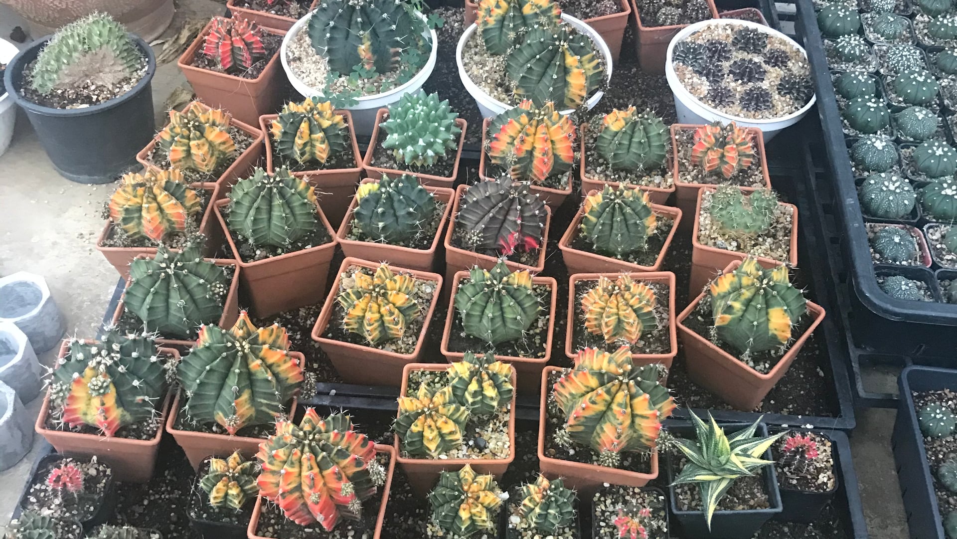 125 Living Soil