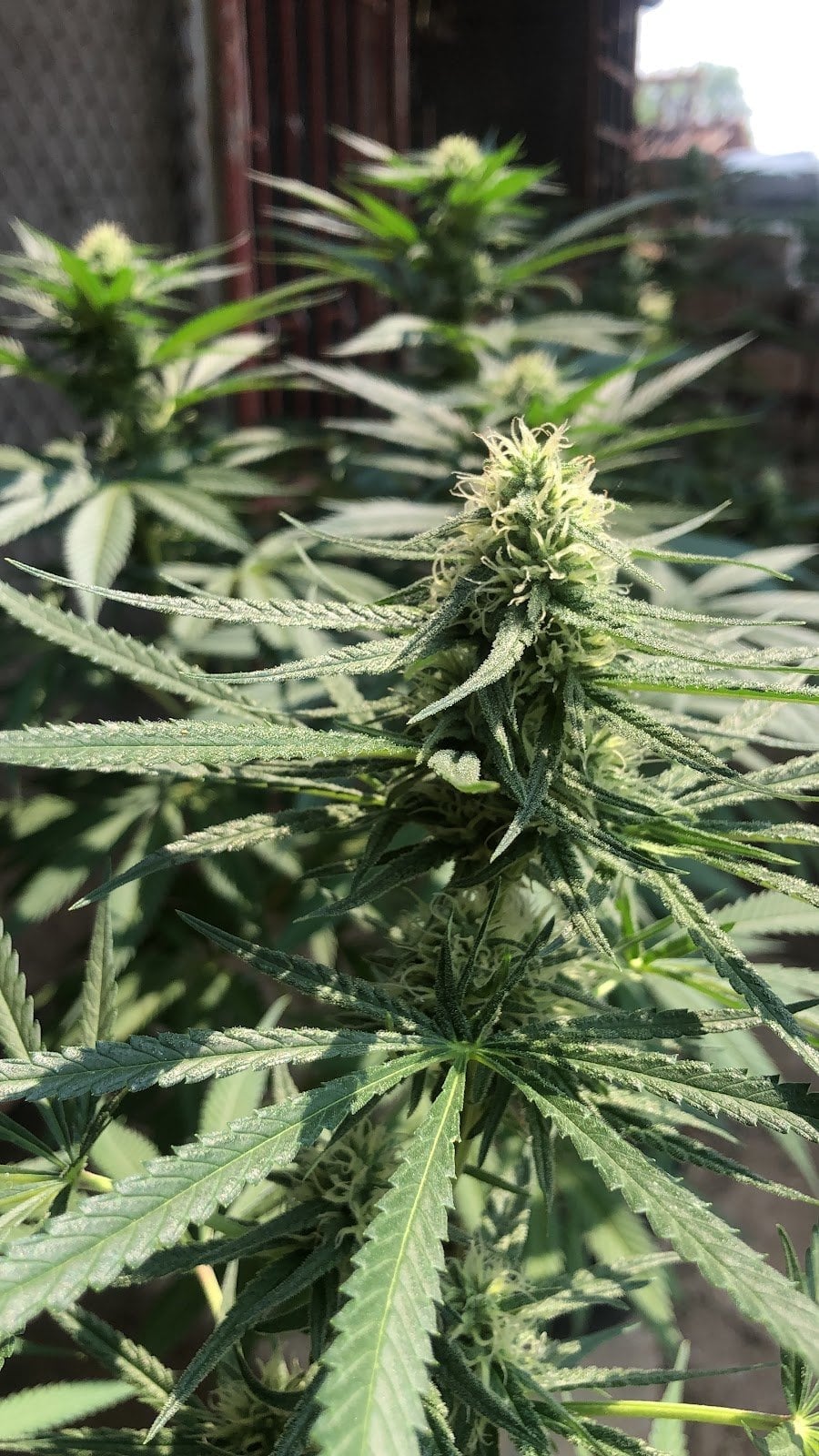 Extra Cannabis