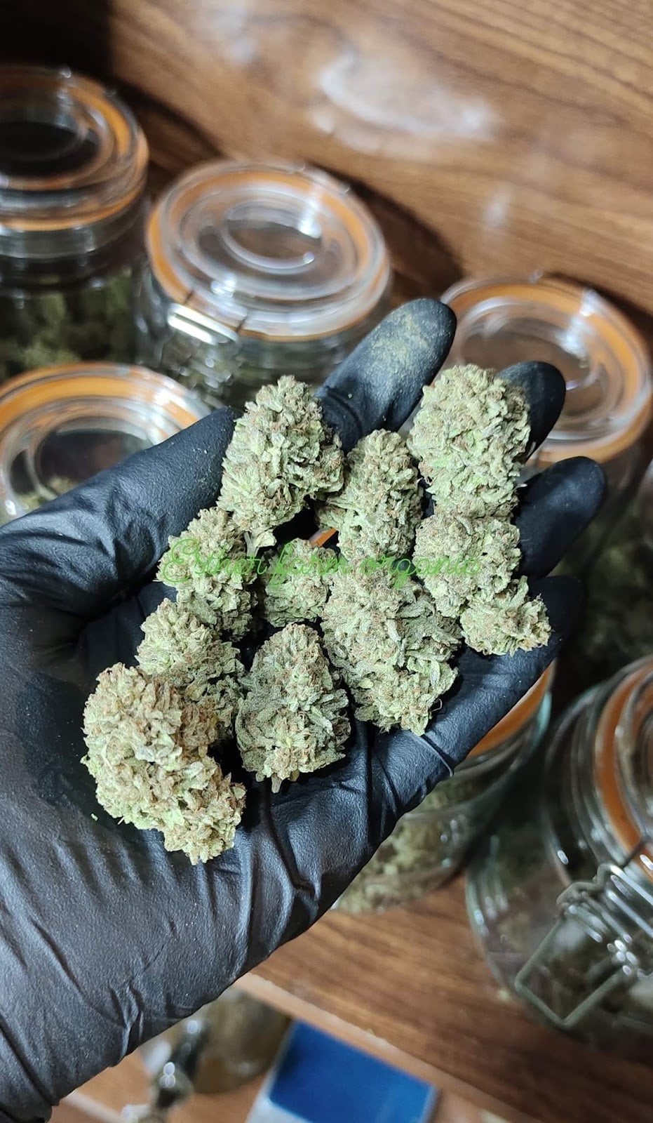 Dan Cannabis
