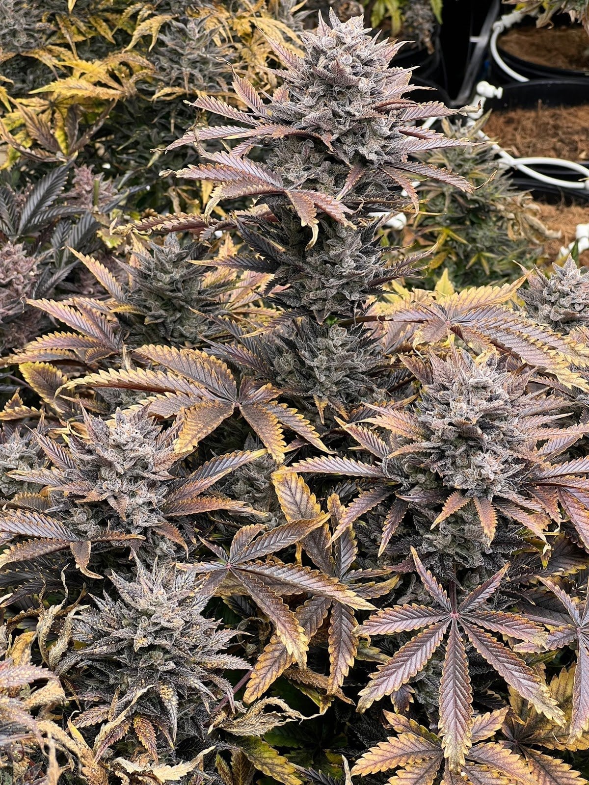 Cannabis Farm )