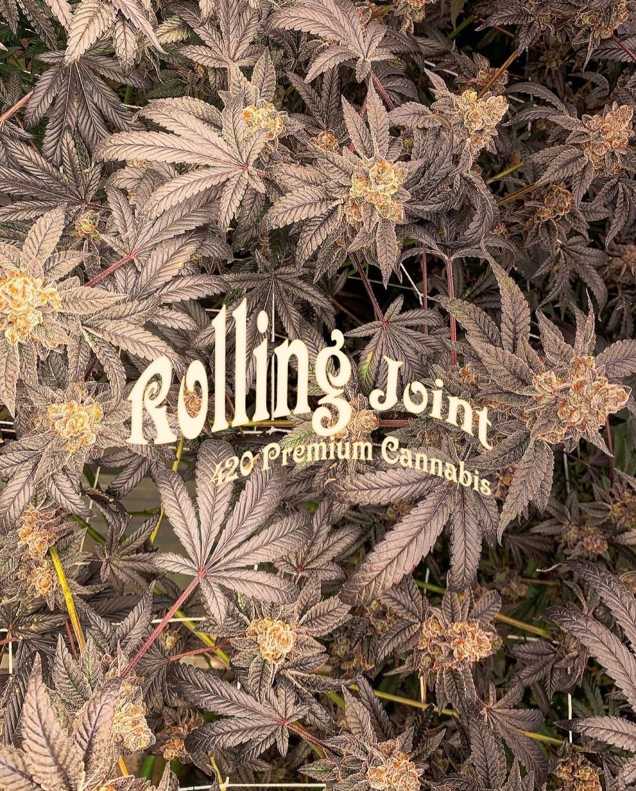 Rolling Joint Farm Quality Flowers
