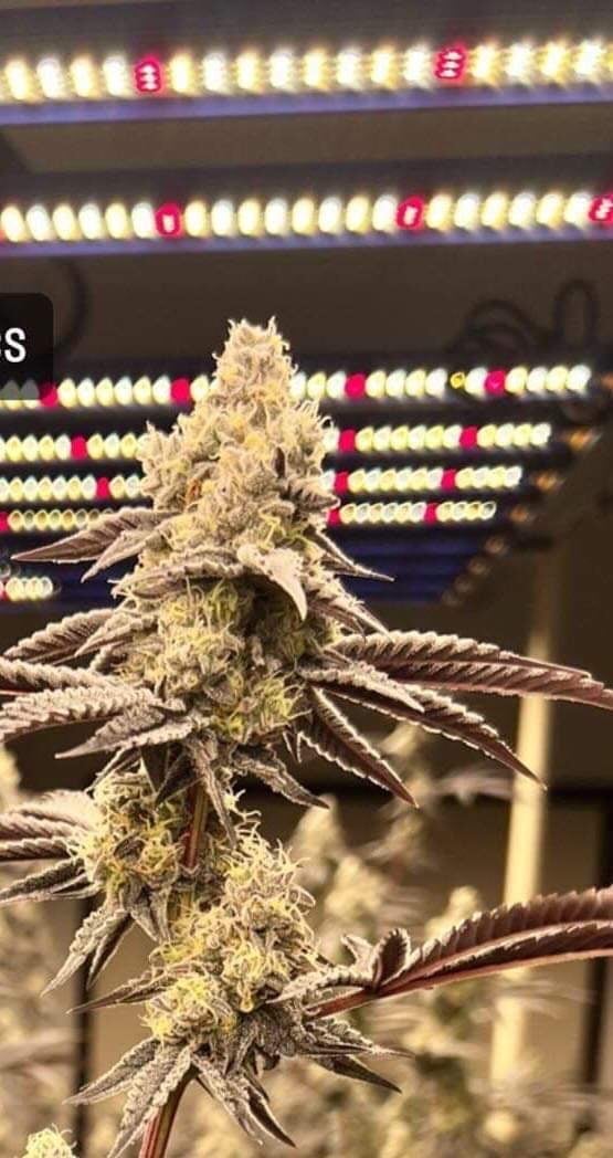 Weed Station Stay 420 { 420 }