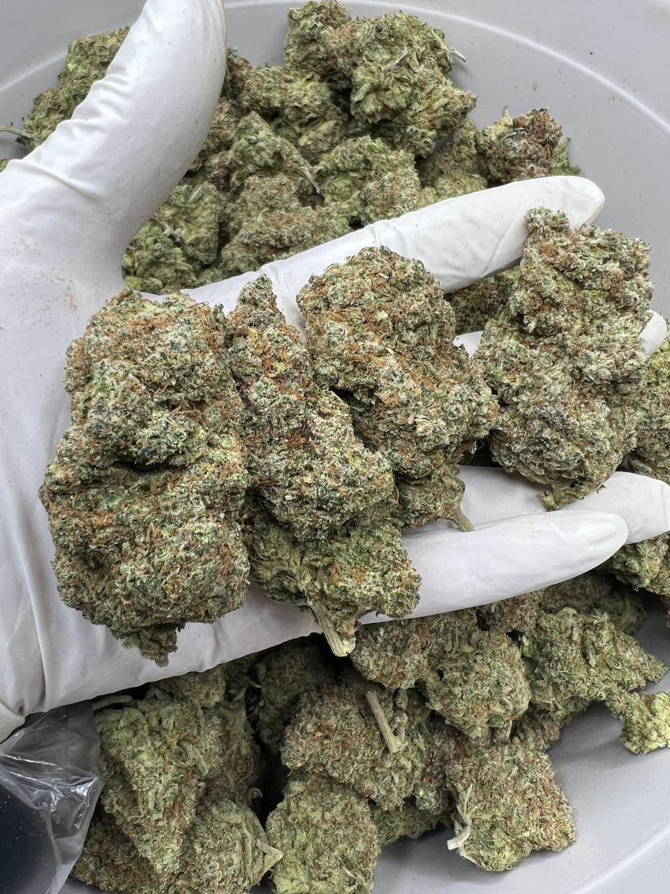 King Kush Garden - KKG .Co .