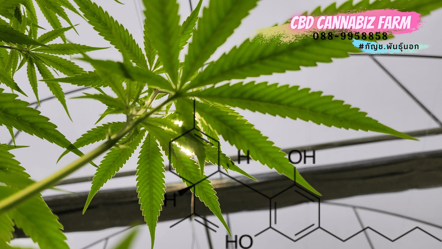CBD Cannabis Farm