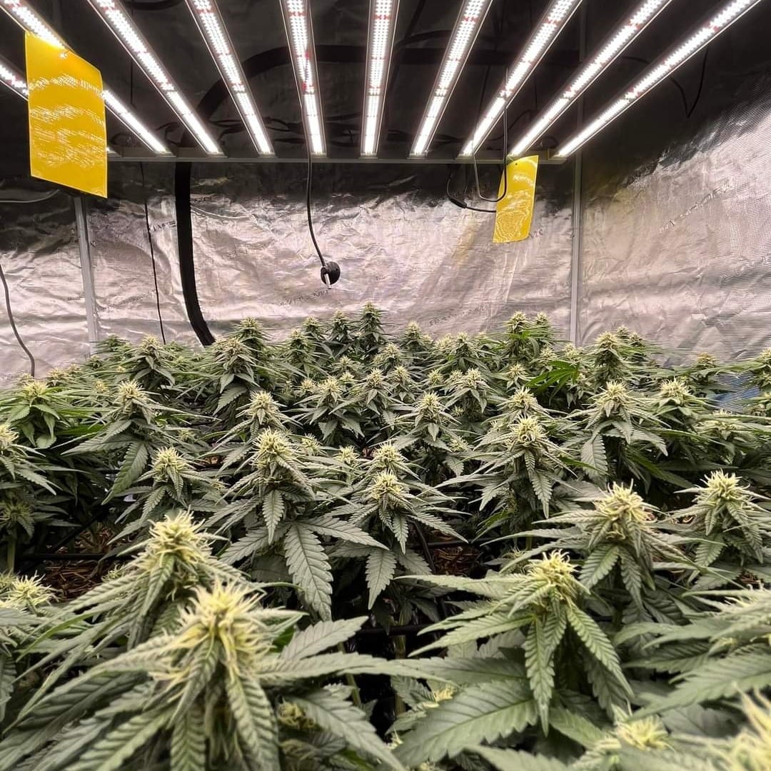 Greenhill Organic Cannabis Farm