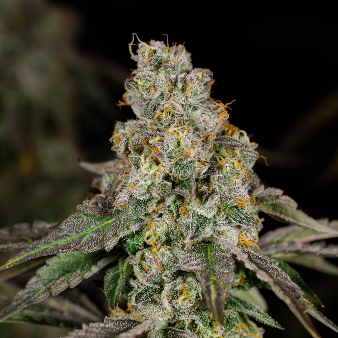 Smoke Weed