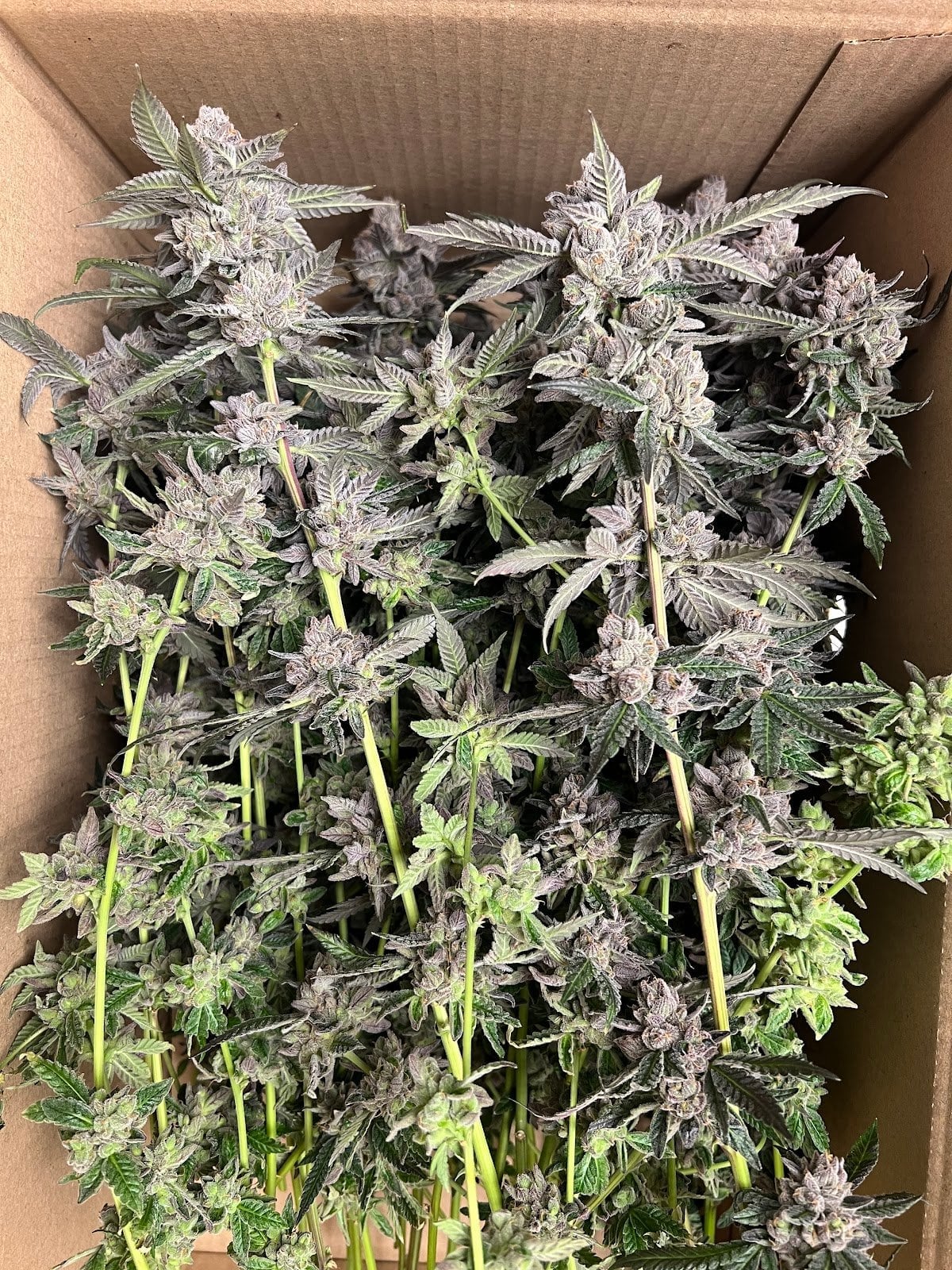 Avanweed X Rich Garden