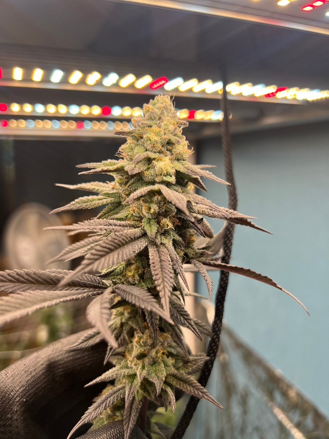 Wrfe Weed Farm Cannabis