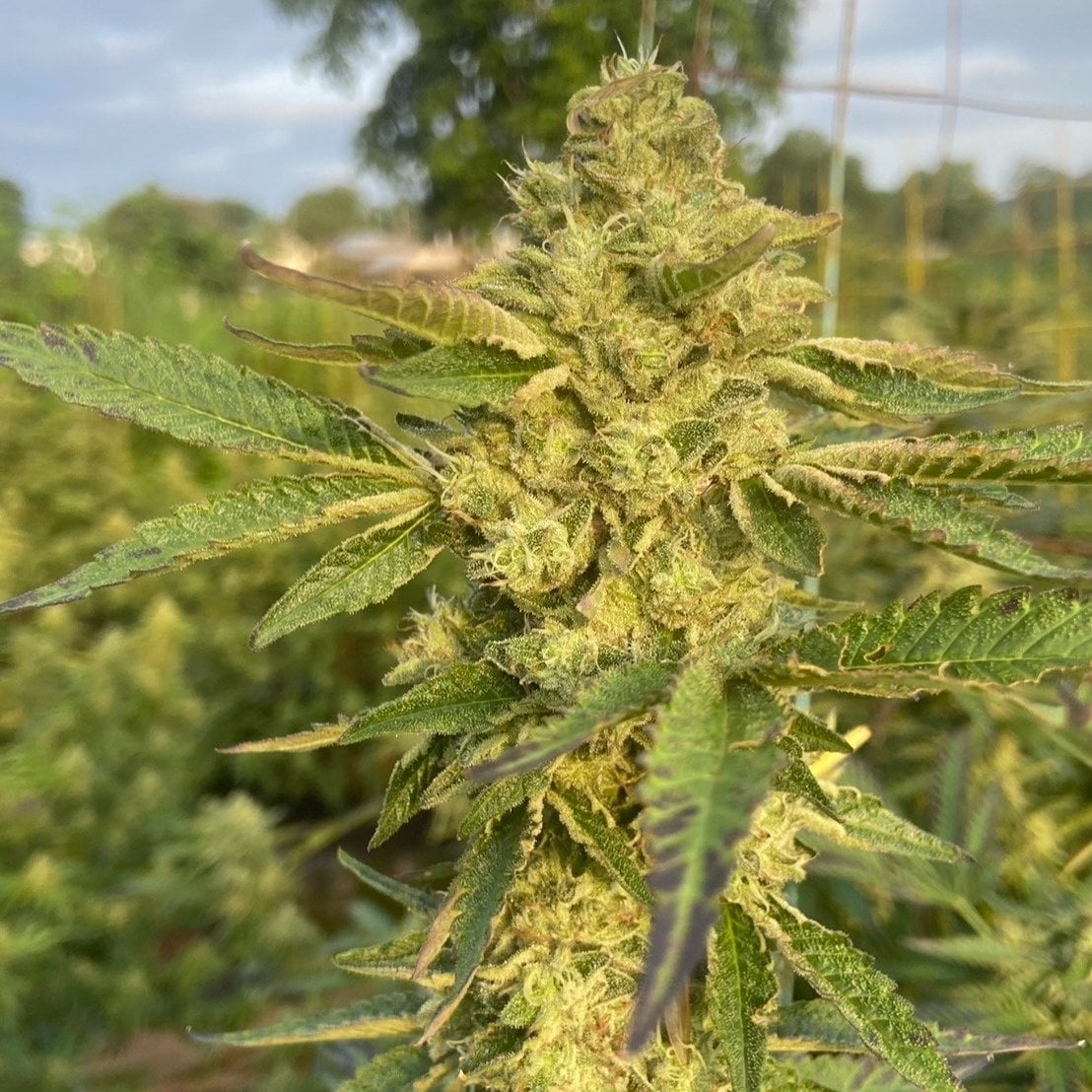 Maopa Cannabis Farm