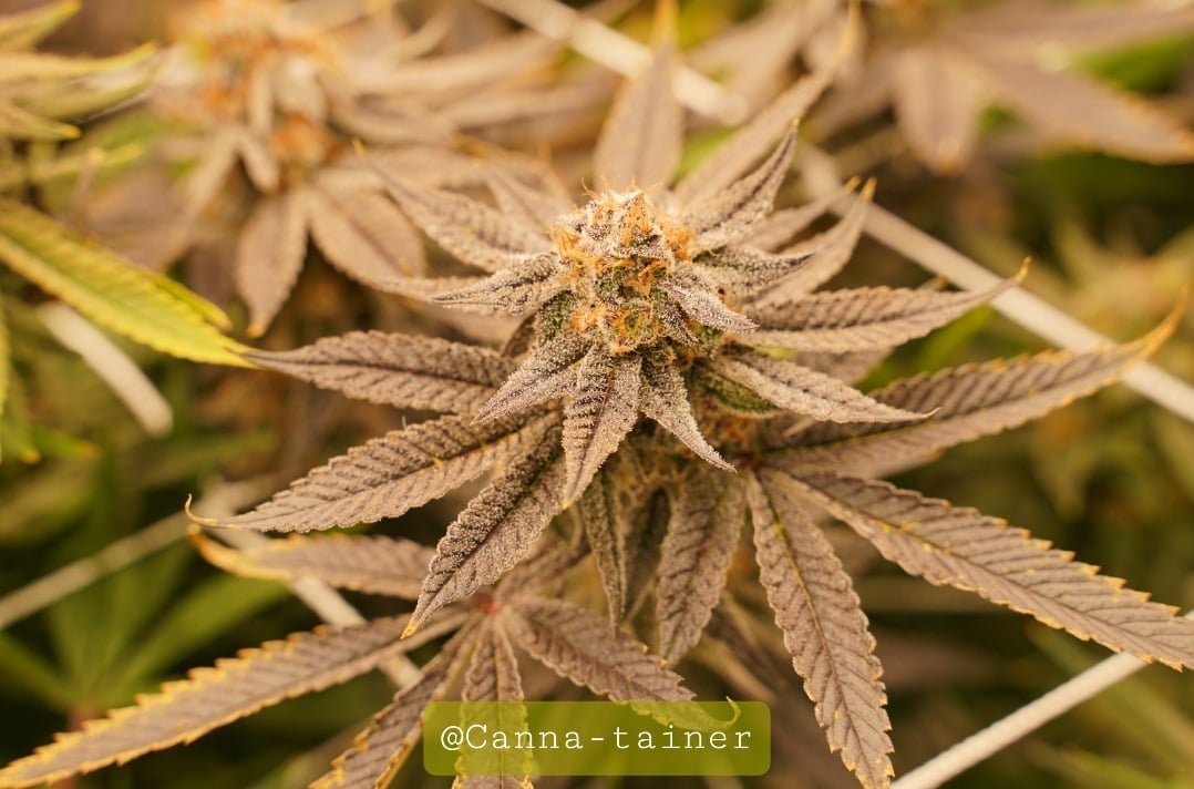 Canna-tainer Cannabis Farm